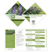 Buddleia, Proven Winners 'Pugster Blue' (2 Gallon) - Image 5