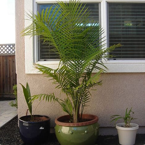 Palm, Majesty (10 inch) - Image 4