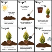 Arborvitae, Southern Living Plant Collection 'Forever Goldy' (2 Gallon) - Image 6