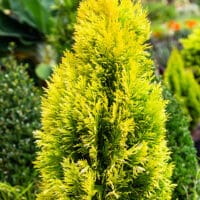 Arborvitae, Southern Living Plant Collection 'Forever Goldy' (2 Gallon) - Image 3