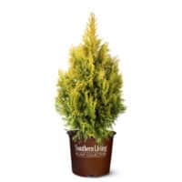 Arborvitae, Southern Living Plant Collection 'Forever Goldy' (2 Gallon) - Image 2