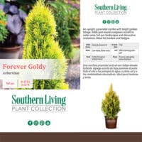 Arborvitae, Southern Living Plant Collection 'Forever Goldy' (2 Gallon) - Image 4