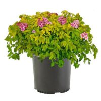 Spirea, Goldmound (2.25 Gallon) - Image 2
