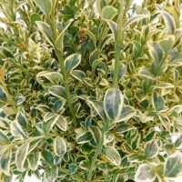 Boxwood, Variegated (1 Gallon)