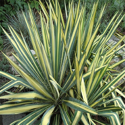 Yucca, Color Guard - Baucom's Nursery