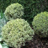 Boxwood, Variegated (1 Gallon) - Image 3