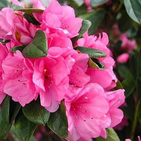 Azalea, 'Pink Ruffle' (2.5 Quart and 2.25 Gallon)