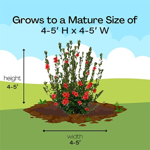 Azalea, 'Stewartsonian' (2.5 Quart and 2.25 Gallon) - Image 6