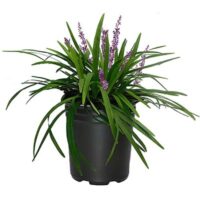 Liriope, Big Blue (2.5 Quart) - Image 2