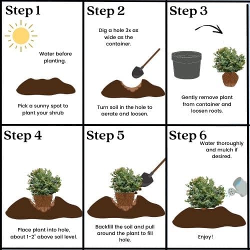 Blueberry Bush, 'Emerald' Nursery