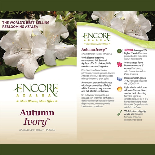 Azalea, Encore 'Autumn Ivory' (1 Gallon, 2 Gallon, and 5 Gallon) - Image 5