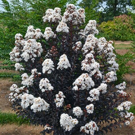 Crape Myrtle, FIRST EDITIONS 'Lunar Magic' (2 Gallon) - Image 3