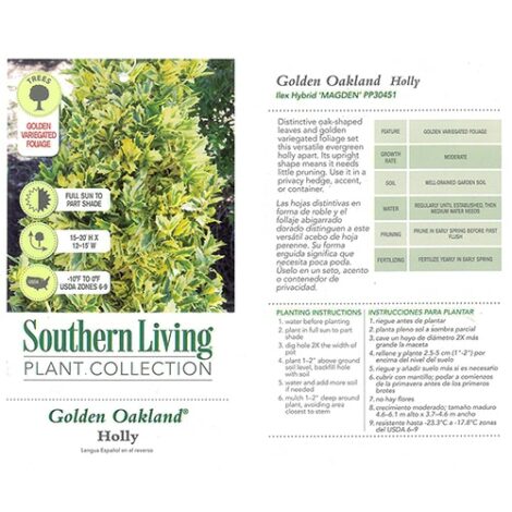 Holly, Southern Living Plant Collection 'Golden Oakland' (2 Gallon) - Image 3