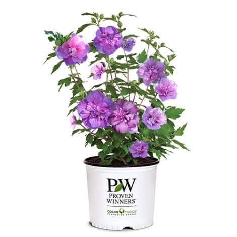 Hibiscus, Proven Winners 'Dark Lavender Chiffon' (2 Gallon) - Image 2
