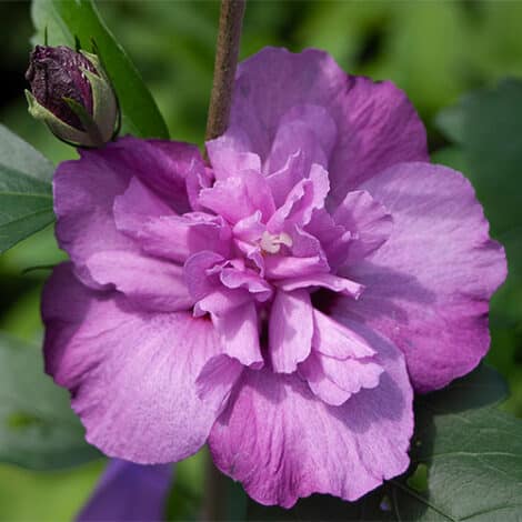 Hibiscus, Proven Winners 'Dark Lavender Chiffon' (2 Gallon)