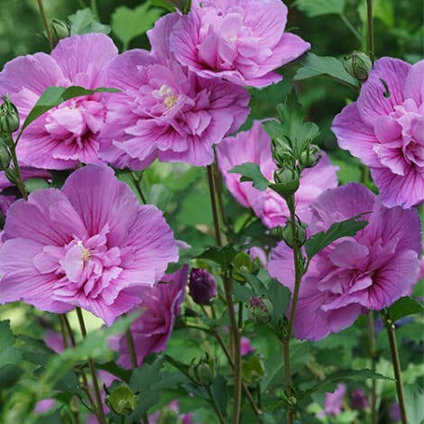 Hibiscus, Proven Winners 'Dark Lavender Chiffon' (2 Gallon) - Image 3