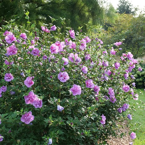 Hibiscus, Proven Winners 'Dark Lavender Chiffon' (2 Gallon) - Image 4