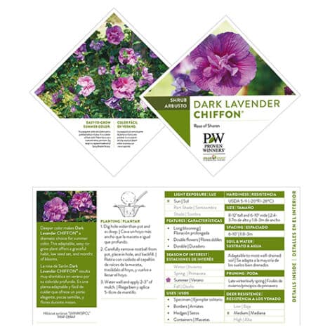 Hibiscus, Proven Winners 'Dark Lavender Chiffon' (2 Gallon) - Image 7