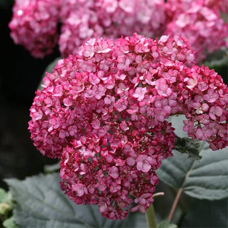 Hydrangea, Proven Winners 'Invincibelle Ruby' (2 Gallon)
