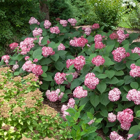 Hydrangea, Proven Winners 'Invincibelle Ruby' (2 Gallon) - Image 6