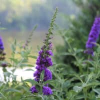 Buddleia, Proven Winners 'Miss Violet' (2 Gallon)