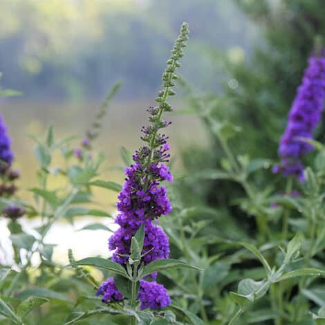 Buddleia, Proven Winners 'Miss Violet' (2 Gallon)