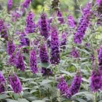 Buddleia, Proven Winners 'Miss Violet' (2 Gallon) - Image 4