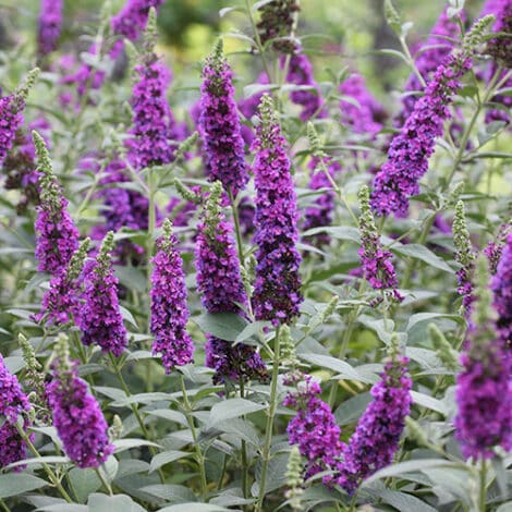 Buddleia, Proven Winners 'Miss Violet' (2 Gallon) - Image 4