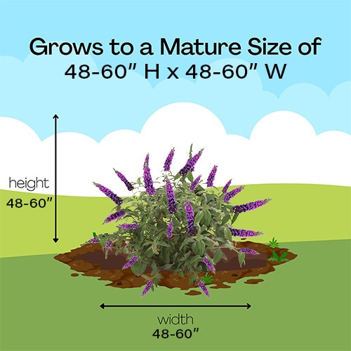 Buddleia, Proven Winners 'Miss Violet' (2 Gallon) - Image 10