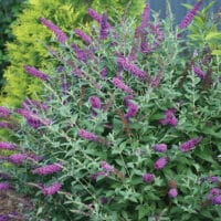 Buddleia, Proven Winners 'Miss Violet' (2 Gallon) - Image 5