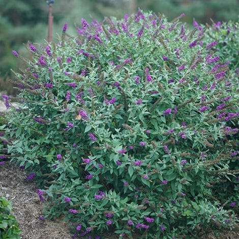 Buddleia, Proven Winners 'Miss Violet' (2 Gallon) - Image 6