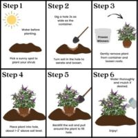 Buddleia, Proven Winners 'Miss Violet' (2 Gallon) - Image 9