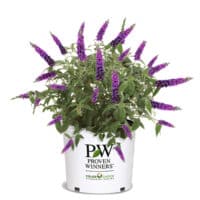 Buddleia, Proven Winners 'Miss Violet' (2 Gallon) - Image 2