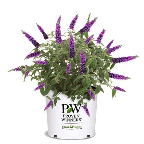 Buddleia, Proven Winners 'Miss Violet' (2 Gallon) - Image 2