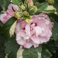Hibiscus, Proven Winners 'Sugar Tip' (2 Gallon)