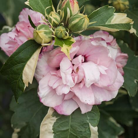 Hibiscus, Proven Winners 'Sugar Tip' (2 Gallon)