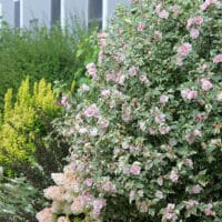 Hibiscus, Proven Winners 'Sugar Tip' (2 Gallon) - Image 4