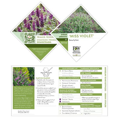 Buddleia, Proven Winners 'Miss Violet' (2 Gallon) - Image 7