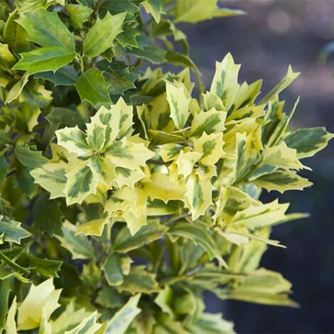 Holly, Southern Living Plant Collection 'Golden Oakland' (2 Gallon)