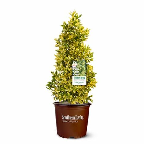 Holly, Southern Living Plant Collection 'Golden Oakland' (2 Gallon) - Image 2
