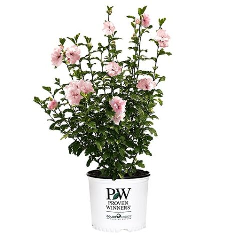 Hibiscus, Proven Winners 'Sugar Tip' (2 Gallon) - Image 2
