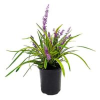 Liriope, Varigated (2.5 Quart) - Image 2