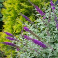 Buddleia, Proven Winners 'Miss Violet' (2 Gallon) - Image 3