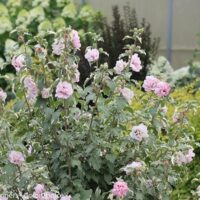 Hibiscus, Proven Winners 'Sugar Tip' (2 Gallon) - Image 3