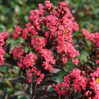 Crape Myrtle, Proven Winners 'Center Stage Coral' (2 Gallon) - Image 3