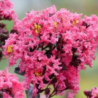 Crape Myrtle, Proven Winners 'Center Stage Coral' (2 Gallon)