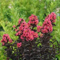 Crape Myrtle, Proven Winners 'Center Stage Coral' (2 Gallon) - Image 4