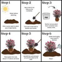 Crape Myrtle, Proven Winners 'Center Stage Coral' (2 Gallon) - Image 7