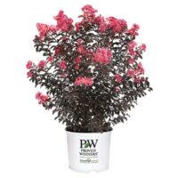 Crape Myrtle, Proven Winners 'Center Stage Coral' (2 Gallon) - Image 2
