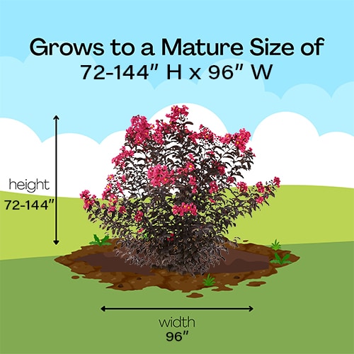 Crape Myrtle, Proven Winners 'Center Stage Pink' (2 Gallon) - Image 9